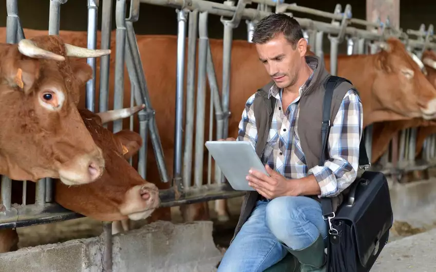 Lekarz weterynarii z tabletem w oborze przy bydle — program Weter.pl w pracy terenowej